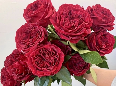 Hoa Hồng Ohara Đỏ - Red Ohara Rose