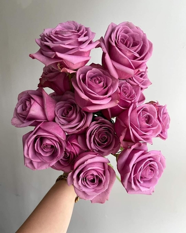 Hoa Hồng Tím Môn - Purple Rose