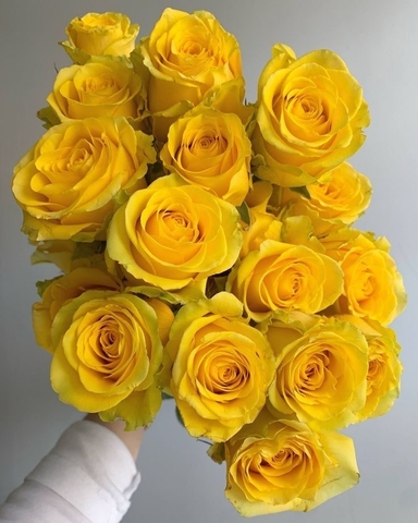 Hoa Hồng Vàng Chùa - Yellow Rose