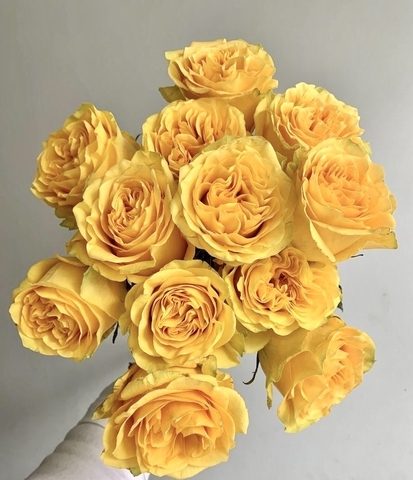 Hoa Hồng Ohara Vàng - Ohara Yellow Rose