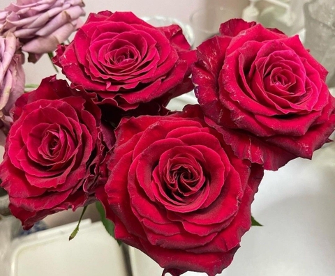 Hoa Hồng Đỏ Ecuador - Red Rose