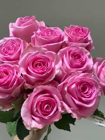 Hoa Hồng Candy Tuyết Sơn - Candy Snow Mountain Rose