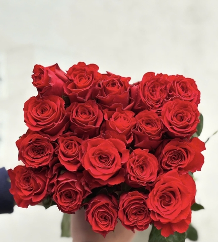 Hoa Hồng Đỏ Pháp- True Love Red Rose