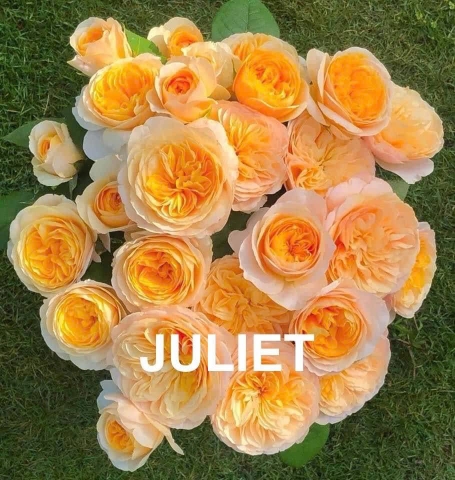 Hoa Hồng Juliet - Rose