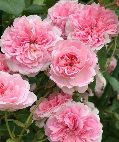 Hoa Hồng Mikoto Nhập Khẩu - Rose