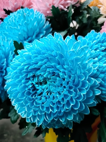 Cúc Mẫu Đơn Malaysia - Xanh Dương (Peony Chrysanthemum)