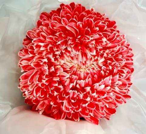 Cúc Mẫu Đơn Malaysia - Đỏ (Peony Chrysanthemum)