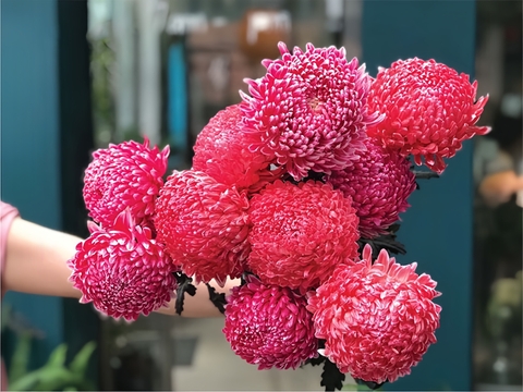 Cúc Mẫu Đơn Malaysia - Đỏ Hồng (Peony Chrysanthemum)