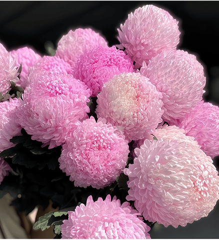 Cúc Mẫu Đơn Malaysia - Hồng Nhạt (Peony Chrysanthemum)