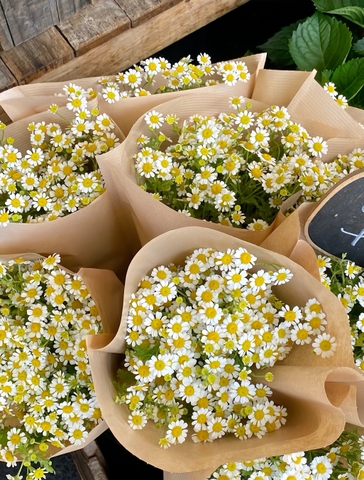 Cúc Tana Nhập Khẩu