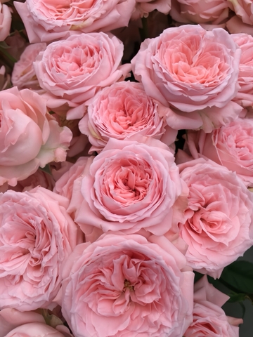 Hoa Hồng Ohara Hồng - Pink Ohara Rose