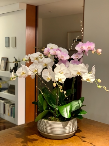 Chậu Lan Hồ Điệp 6 cành   HTP0096