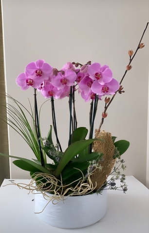 Chậu Lan Hồ Điệp 6 Cành   HTP0105