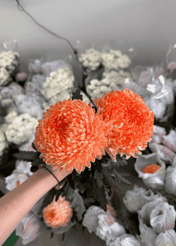 Cúc Mẫu Đơn Malaysia - Cam Cà Rốt (Peony Chrysanthemum)