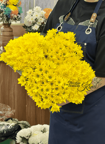 Hoa Cúc Farm Chùm Malaysia - Vàng (POMPOM)