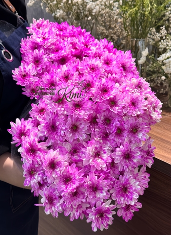 Hoa Cúc Farm Chùm Malaysia - Hồng (POMPOM)