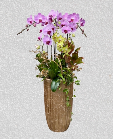 Chậu Lan Hồ Điệp 5 Cành  HTP0104
