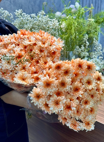 Hoa Cúc Farm Chùm Malaysia - Cam (POMPOM)