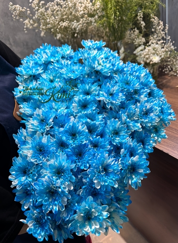 Hoa Cúc Farm Chùm Malaysia - Xanh Dương (POMPOM)