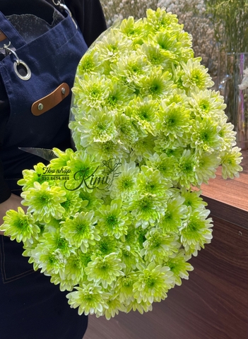 Hoa Cúc Farm Chùm Malaysia - Xanh bơ (POMPOM)