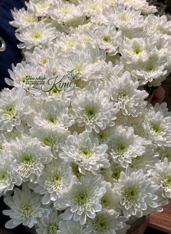 Hoa Cúc Farm Chùm Malaysia - Trắng (POMPOM)