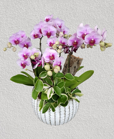 Chậu Lan Hồ Điệp 5 Cành   HTP0098