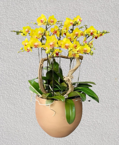 Chậu Lan Hồ Điệp 10 Cành   HTP0103