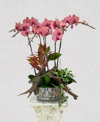 Chậu Lan Hồ Điệp 6 Cành   HTP0099