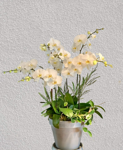 Chậu Lan Hồ Điệp 5 cành   HTP0093