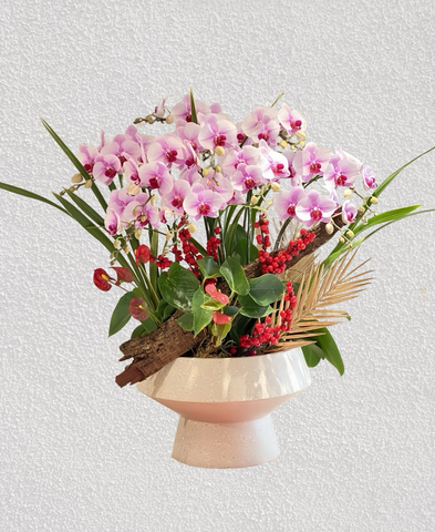 Chậu Lan Hồ Điệp 12 cành   HTP0102