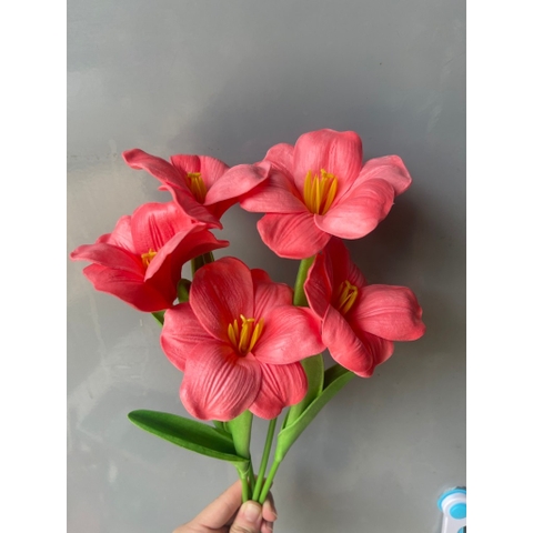 Cành hoa Tulip nở nhiều màu