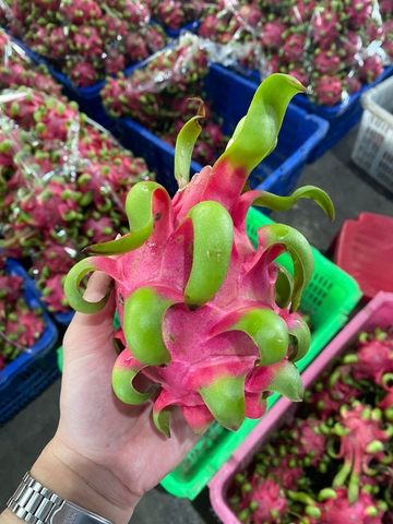 Red Dragon Fruit