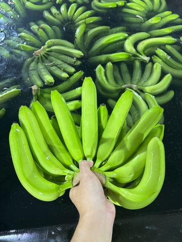 Cavendish Banana