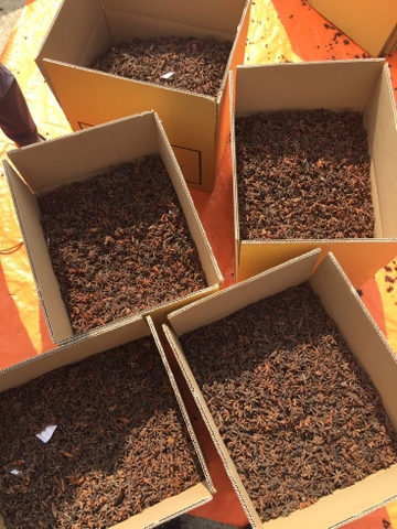 Star Anise