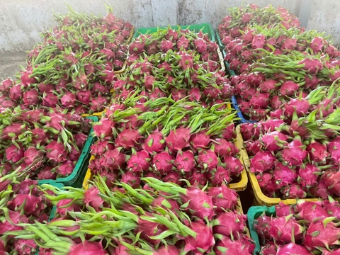 White Dragon Fruit