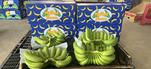 Cavendish Banana