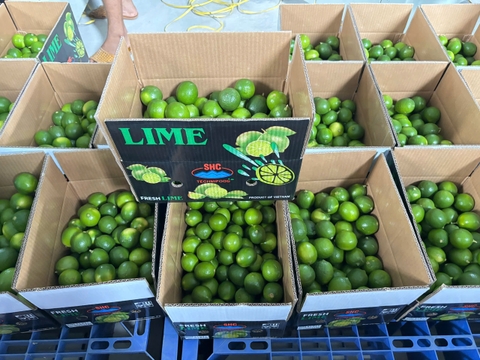 Seedless Lime