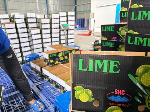 Seedless Lime