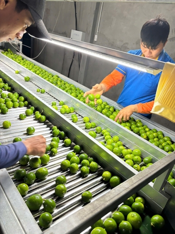 Seedless Lime
