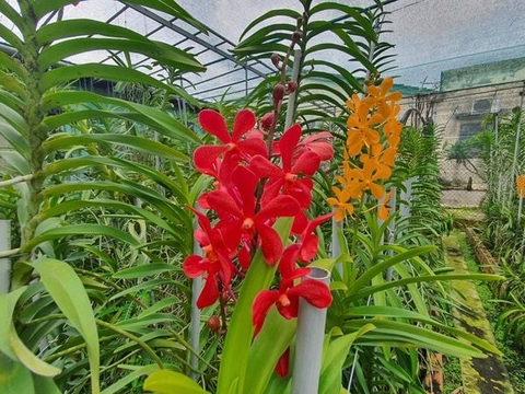 Chi tiết tác dụng và cách pha nước vôi trong tưới lan cho người mới