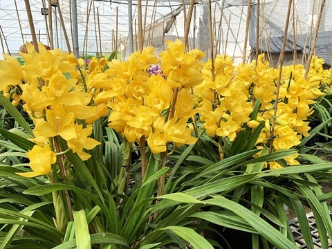 Bật mí cách tưới nước cho địa lan tốt nhất