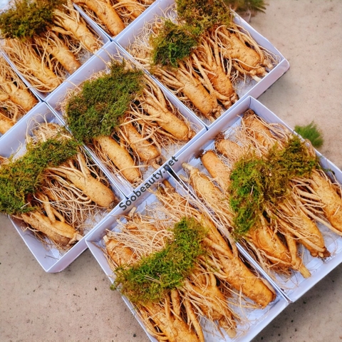 SÂM GEUMSAN 10 CỦ 1 KG - THÂN DÀI LOẠI 1