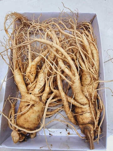 SÂM GEUMSAN 2 CỦ 800G - THÂN DÀI LOẠI 1