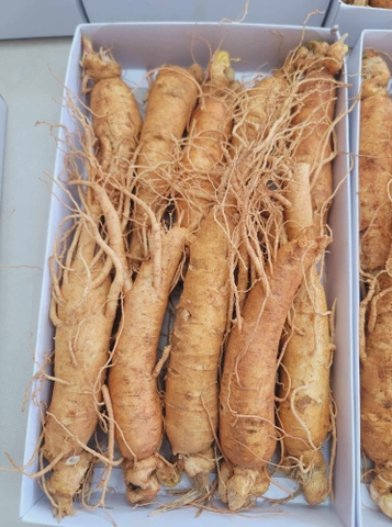 SÂM GẪY RỄ 10-11 CỦ