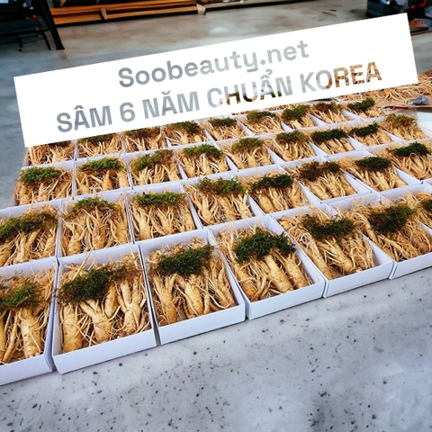 SÂM GEUMSAN 4 CỦ 1 KG - THÂN DÀI LOẠI 1