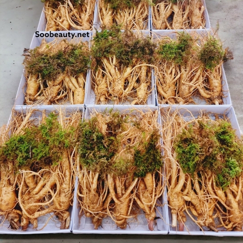 SÂM GEUMSAN  5 CỦ 1 KG - THÂN DÀI LOẠI 1
