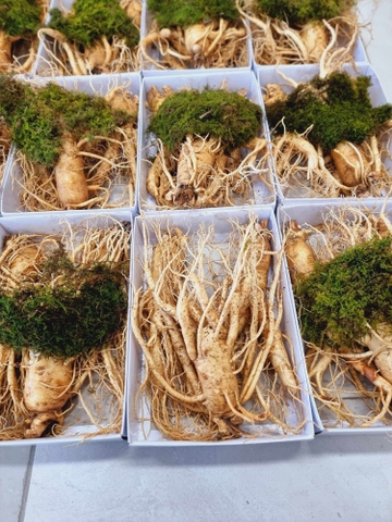 SÂM GEUMSAN 3 CỦ 1 KG - THÂN DÀI LOẠI 1