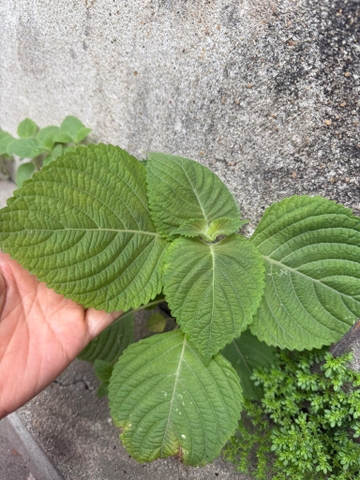 Hạt giống mè tròn tặng (10-20 hạt )