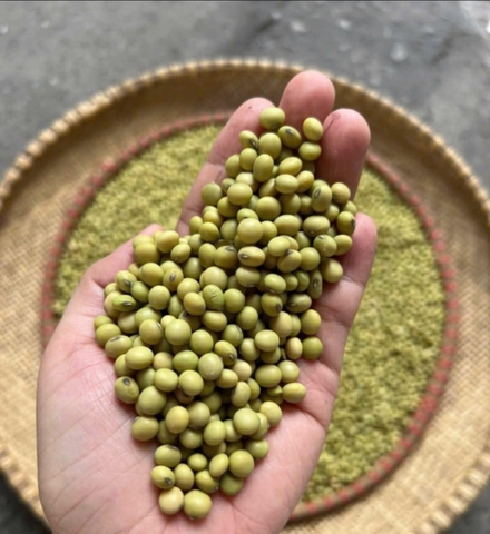 10kg nành xanh giống cũ làm giống được