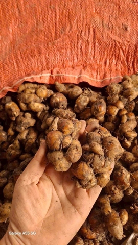 500g địa liền tươi địa liền nương sạch